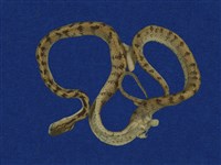 藏品(泰雅鈍頭蛇)的圖片